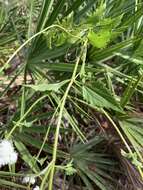 Image of hammock snakeroot