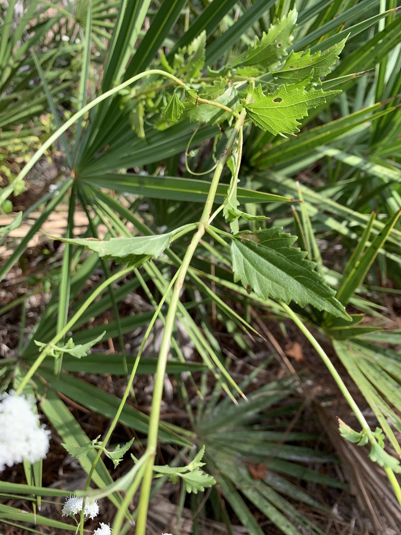 Image of hammock snakeroot