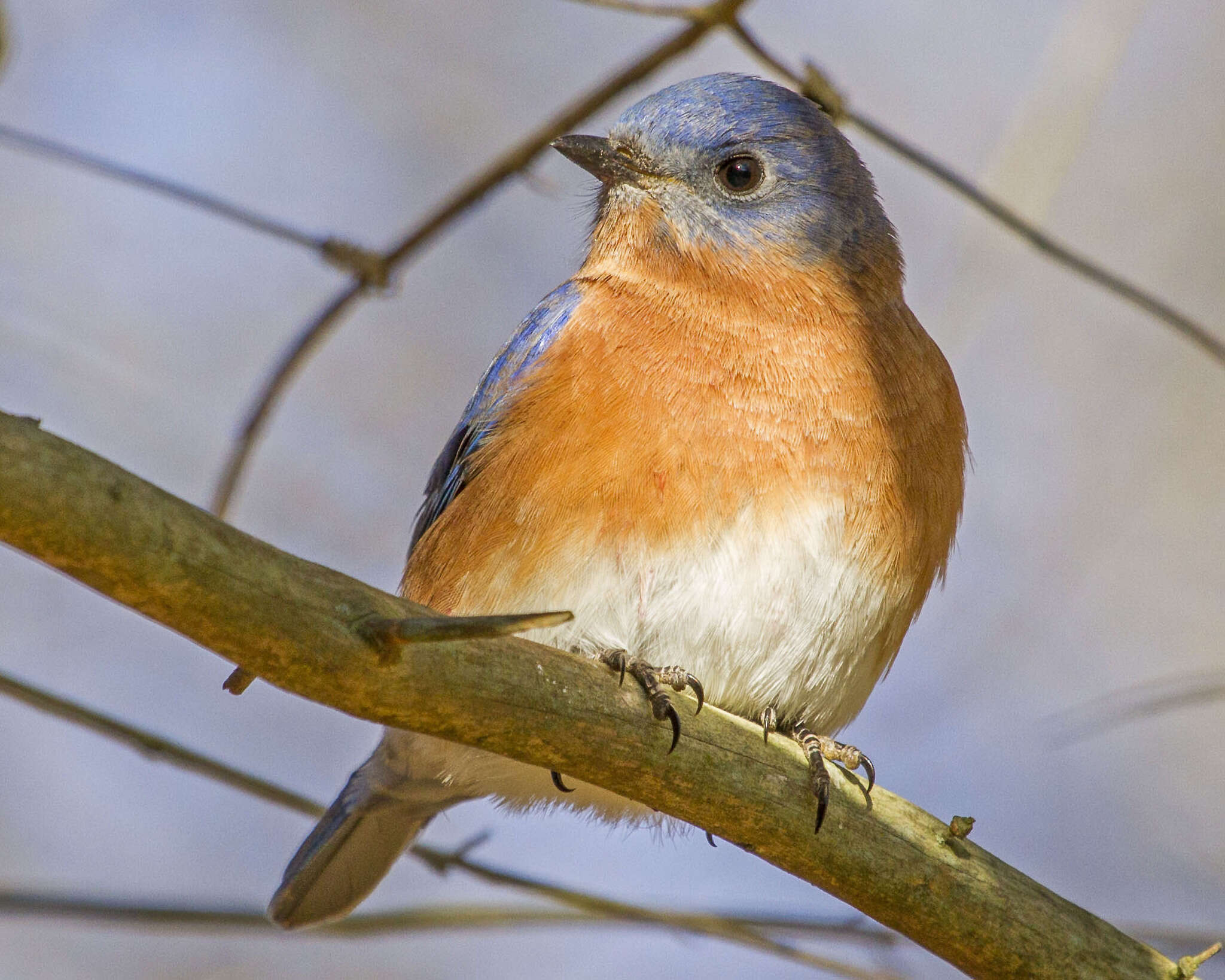 Image of Eastern Bluebird