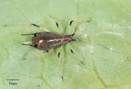 Image of Aphid