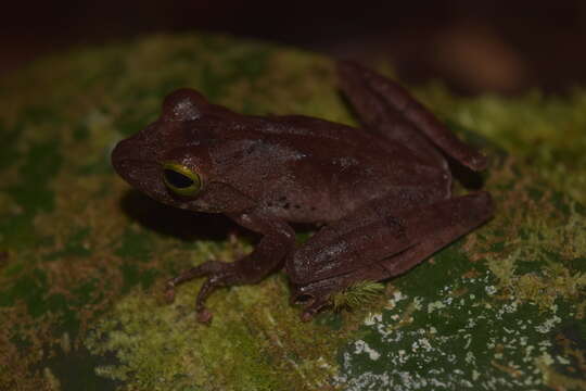 Image of Philautus hosii (Boulenger 1895)