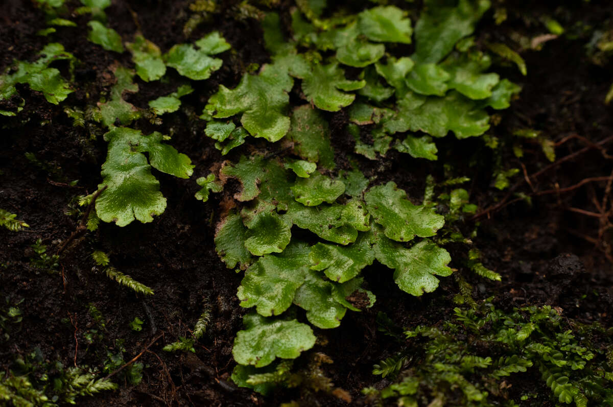 Image of Asterella africana (Mont.) Underw. ex A. Evans