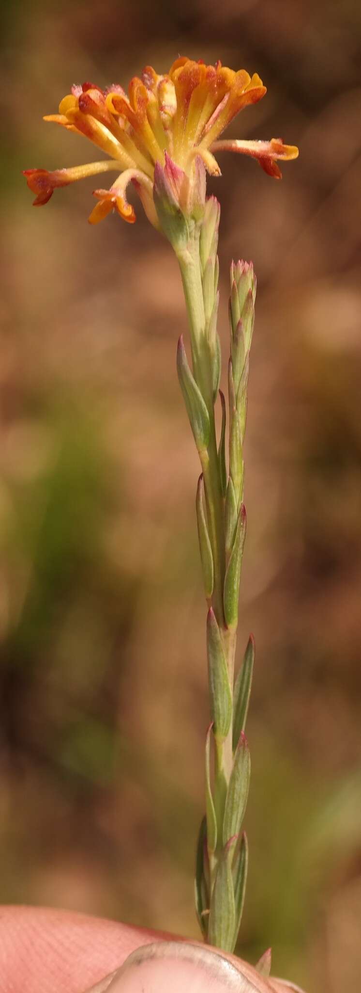 Image of Lasiosiphon microcephalus