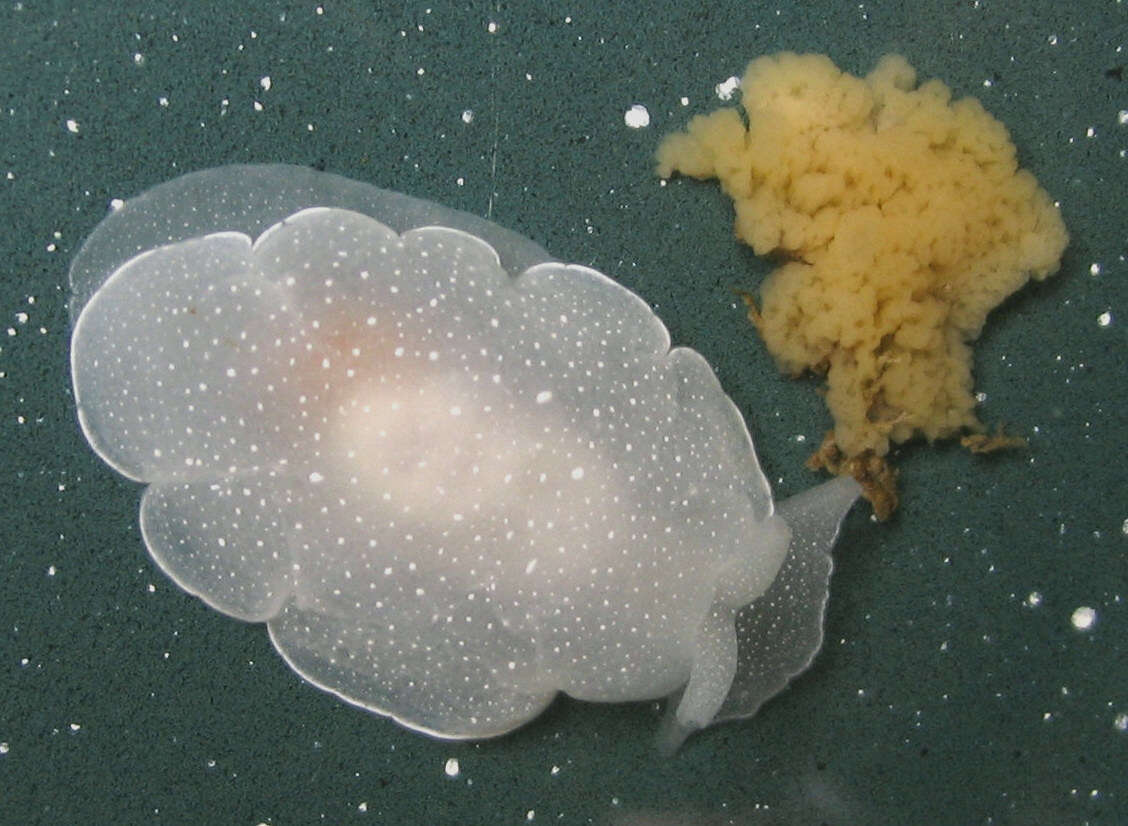 Image of slime membrane sponge