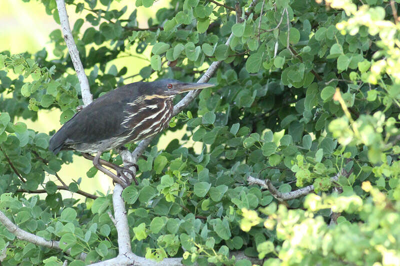 Image of Black Bittern