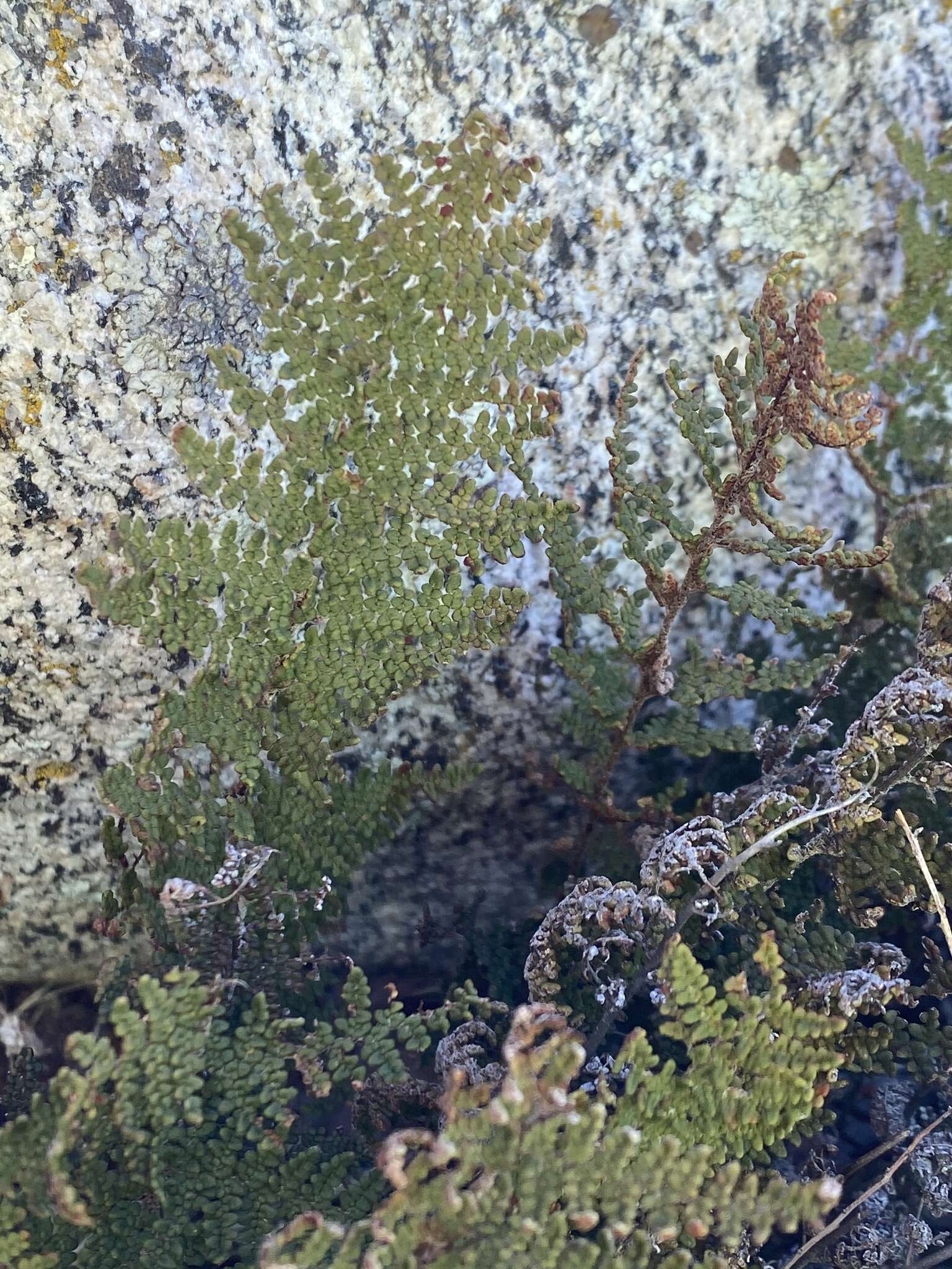 Image of Cleveland's lipfern