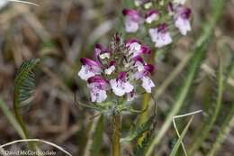 Imagem de Pedicularis sudetica subsp. albolabiata Hulten