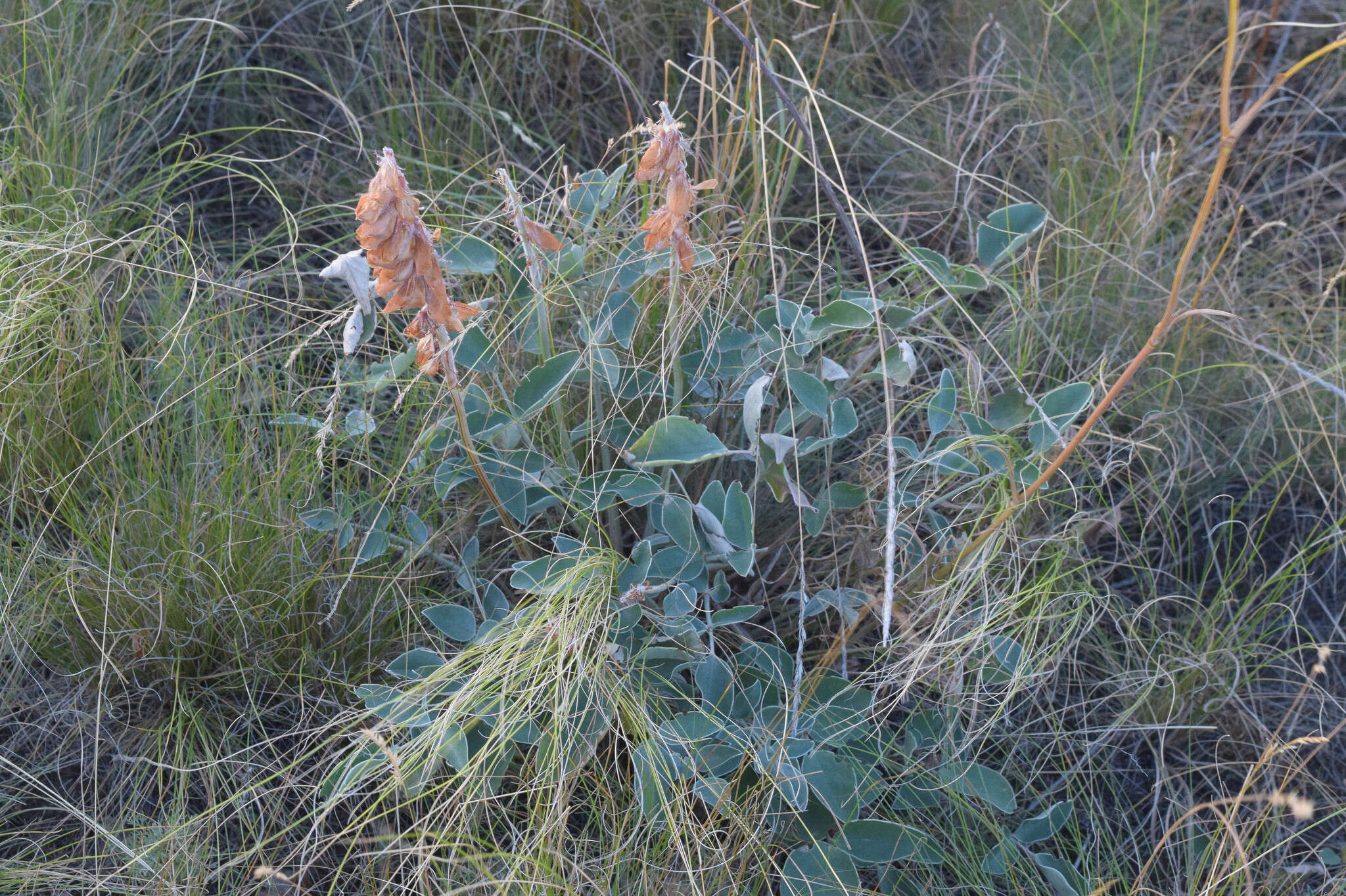 Plancia ëd Hedysarum argyrophyllum Ledeb.