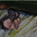 Image of Dark Sheath-tailed Bat