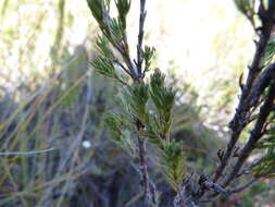 Слика од Erica elimensis var. elimensis