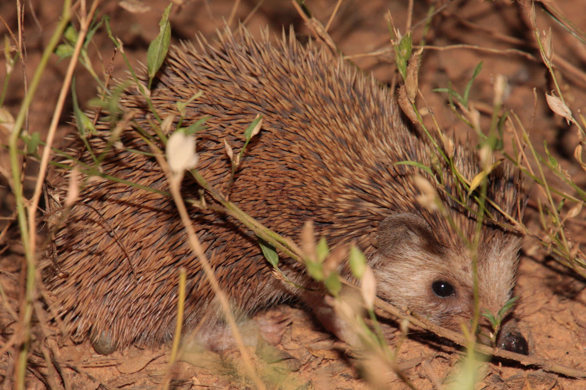 Image of Four-toed Hedgehog