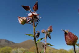 Image de Trichodesma africanum (L.) R. Br.