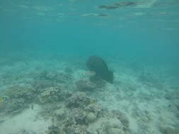 Image of Giant Wrasse