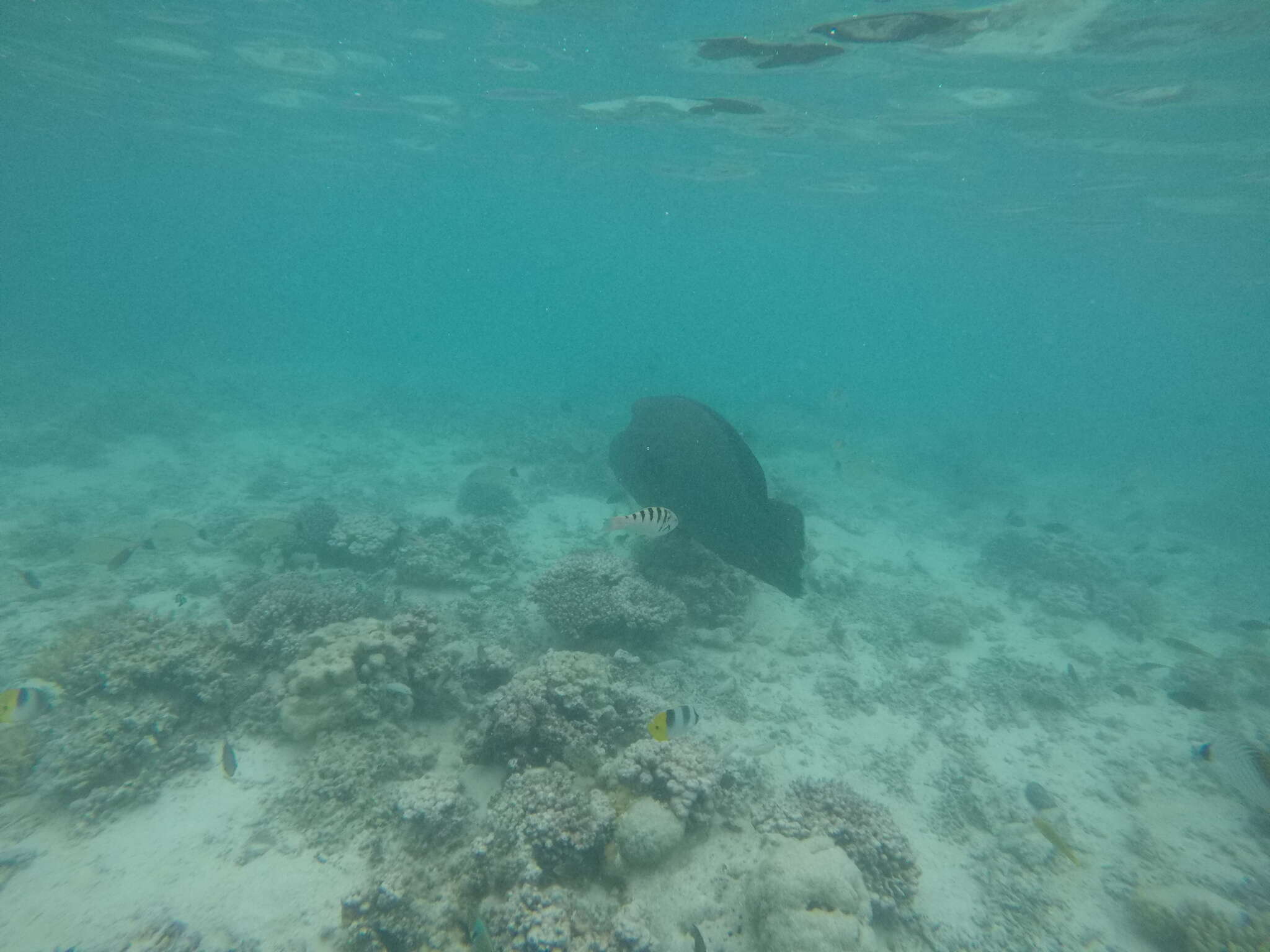 Image of Giant Wrasse