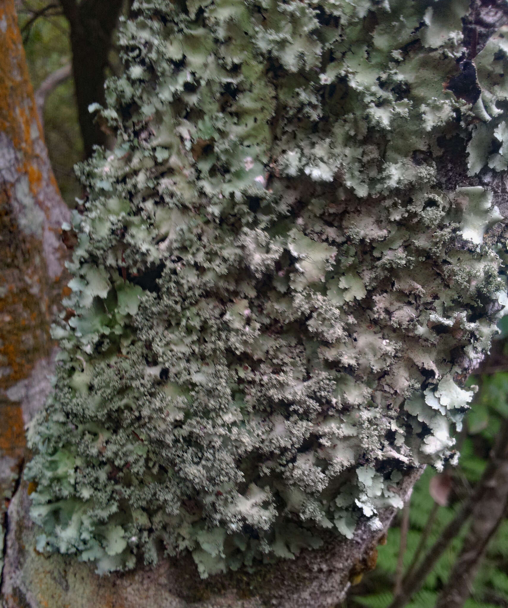 Image of Melliss' parmotrema lichen