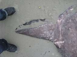 Image of Hoodwinker ocean sunfish