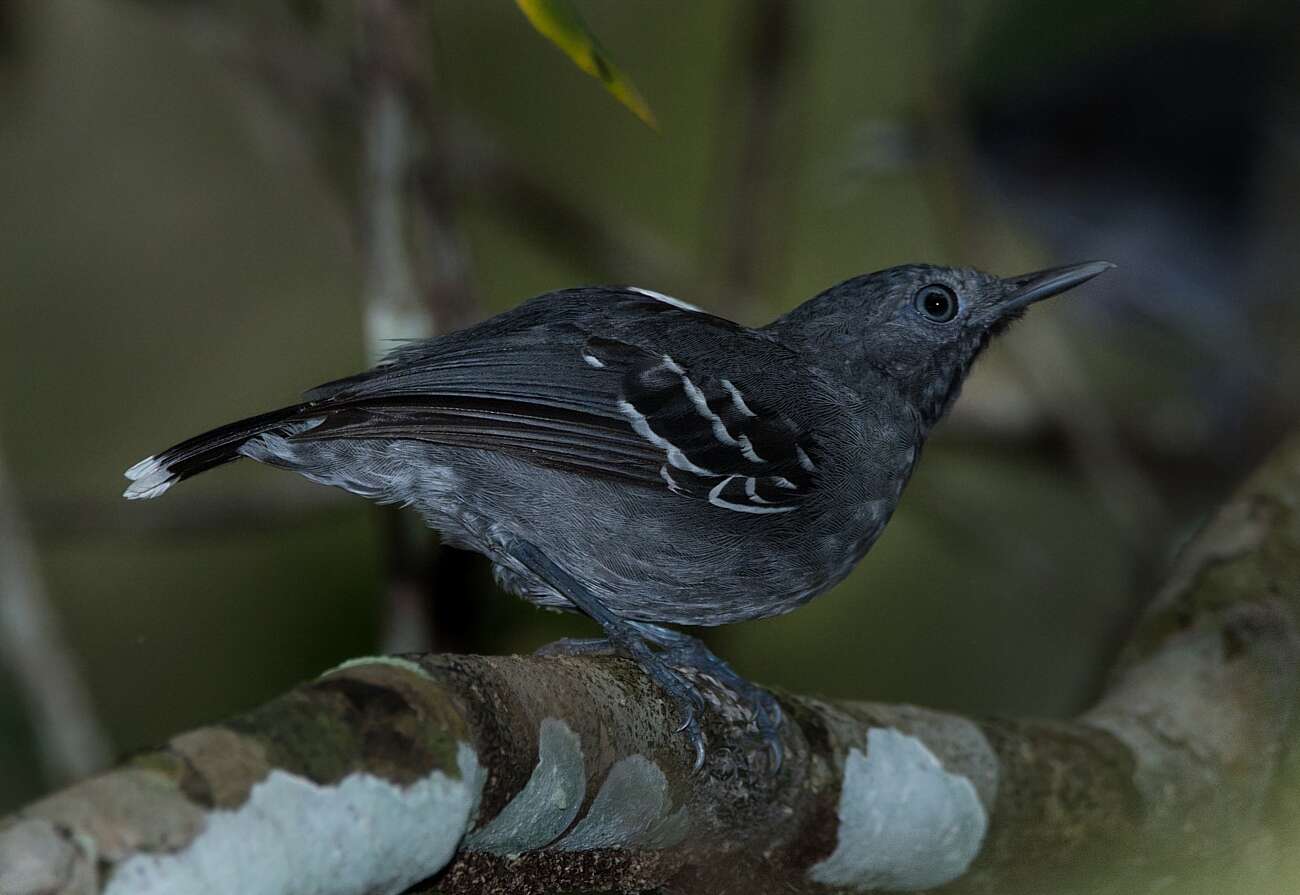 Image of Band-tailed Antbird