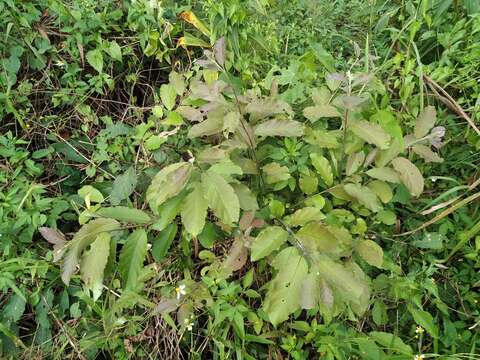 Plancia ëd Ehretia acuminata (DC.) R. Br.