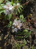 Hydrophyllum capitatum var. thompsonii (M. E. Peck) Constance的圖片