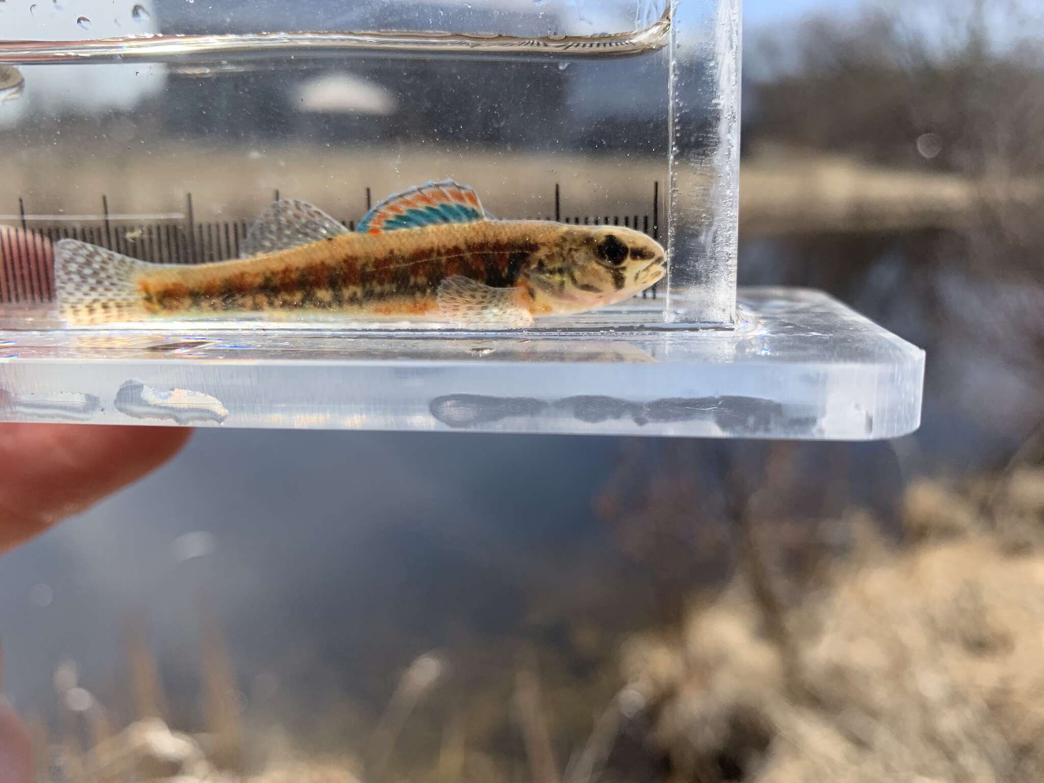 Image of Iowa Darter