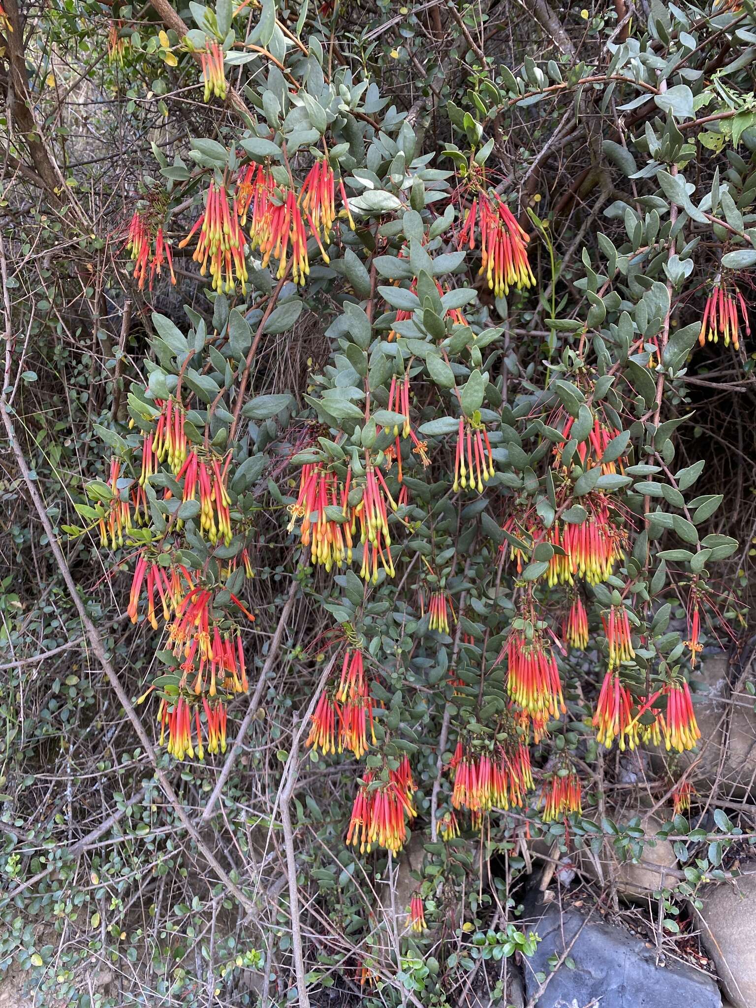 Image of Tristerix penduliflorus J. Kuijt