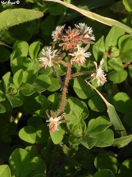 Image of Reseda orientalis (Müll. Arg.) Boiss.