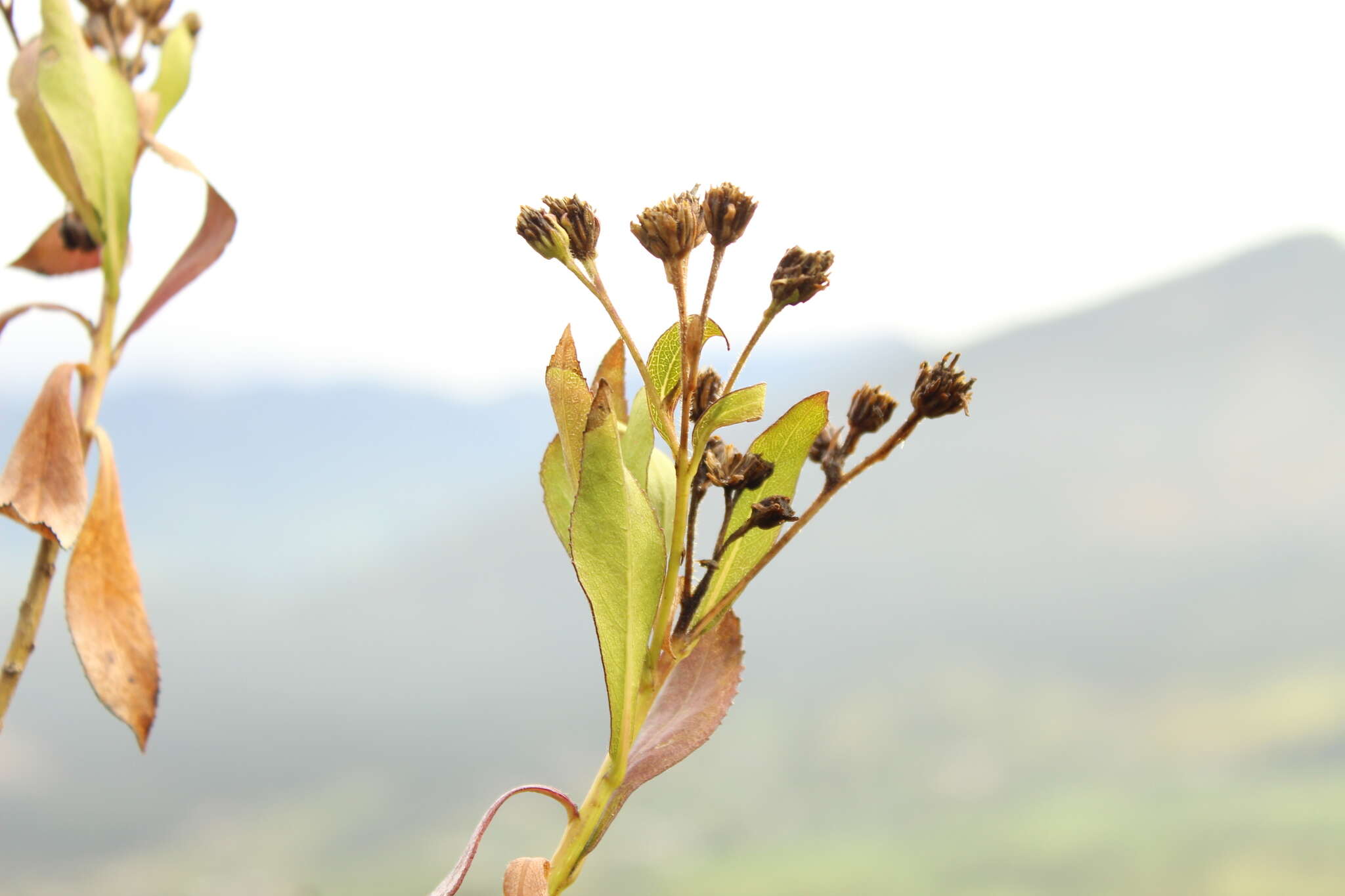 صورة Verbesina centroboyacana S. Díaz-Piedrahíta