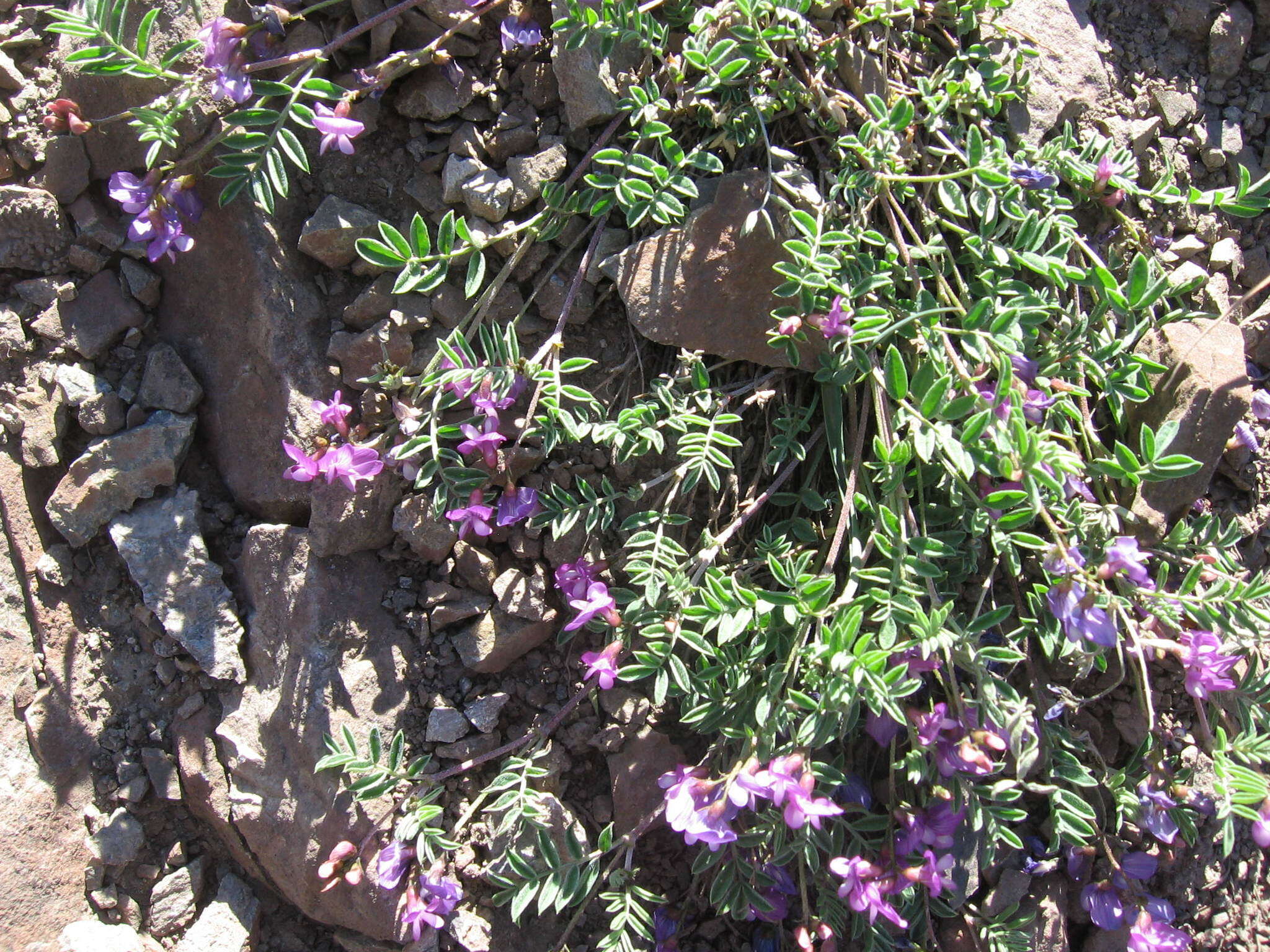 Plancia ëd Astragalus vexilliflexus Sheldon