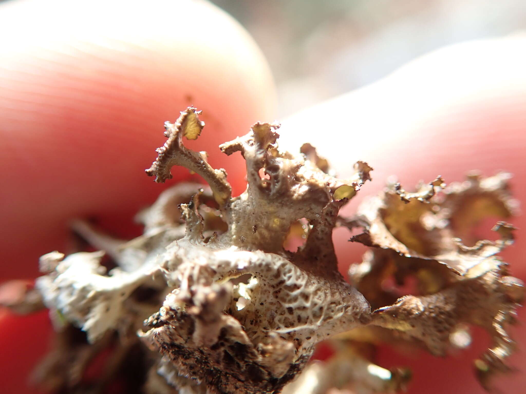 Image of Silver-lined Wrinkle Lichen