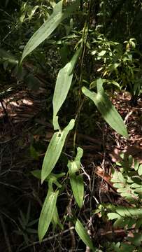 Image of Dioscorea seriflora Jum. & H. Perrier