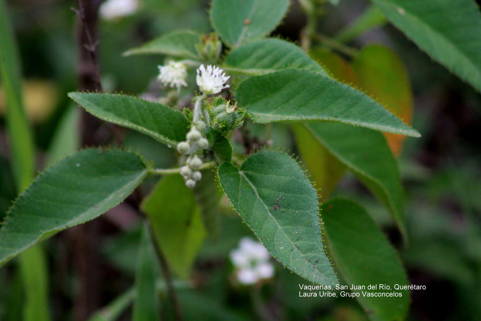 Image de Croton ciliatoglandulifer Ortega