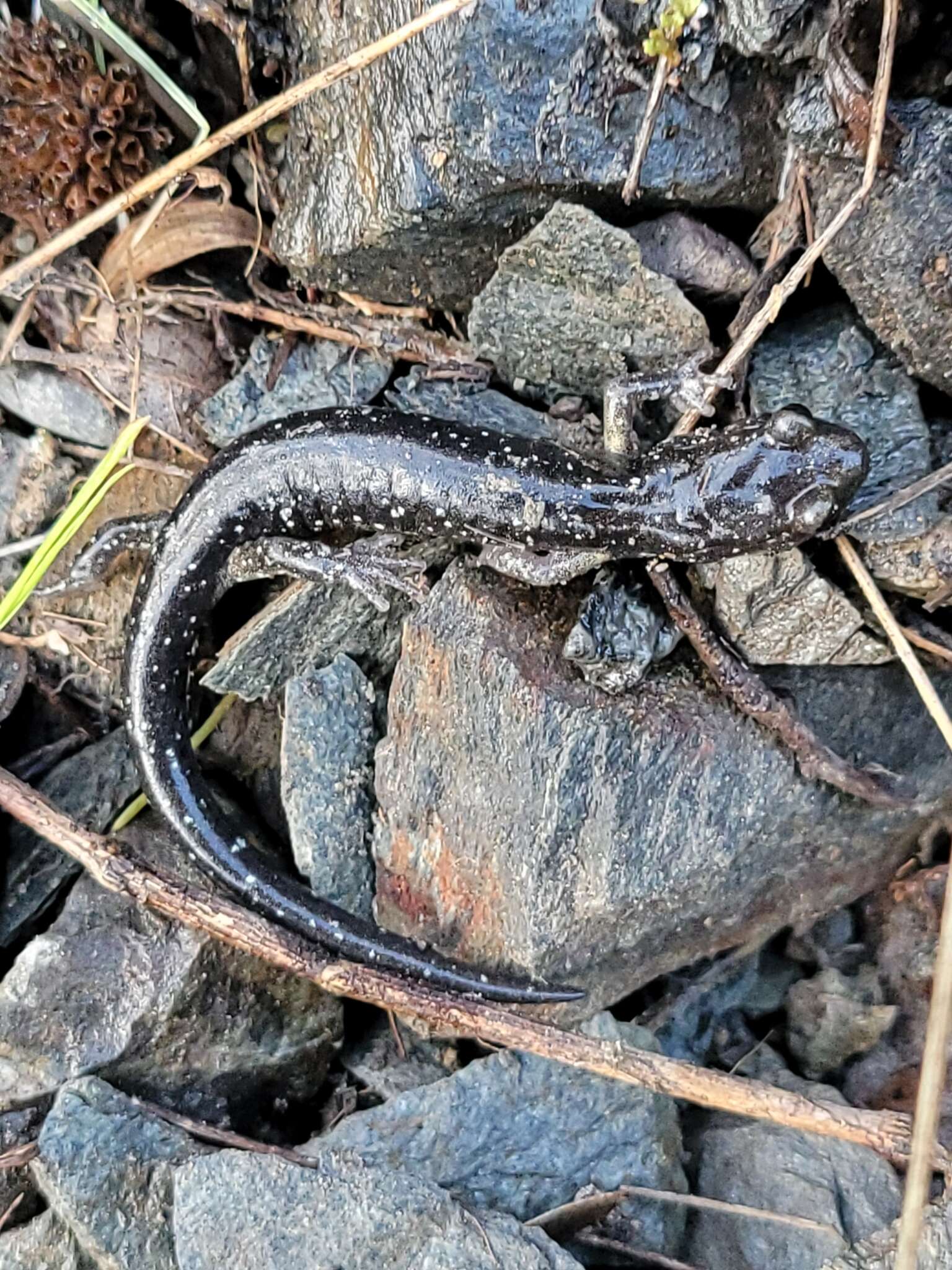 Image of Klamath Black Salamander