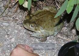 Image of Colorado River Toad Sonoran Desert Toad