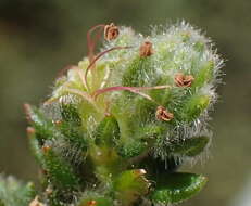 Image of Cliffortia eriocephalina Cham.