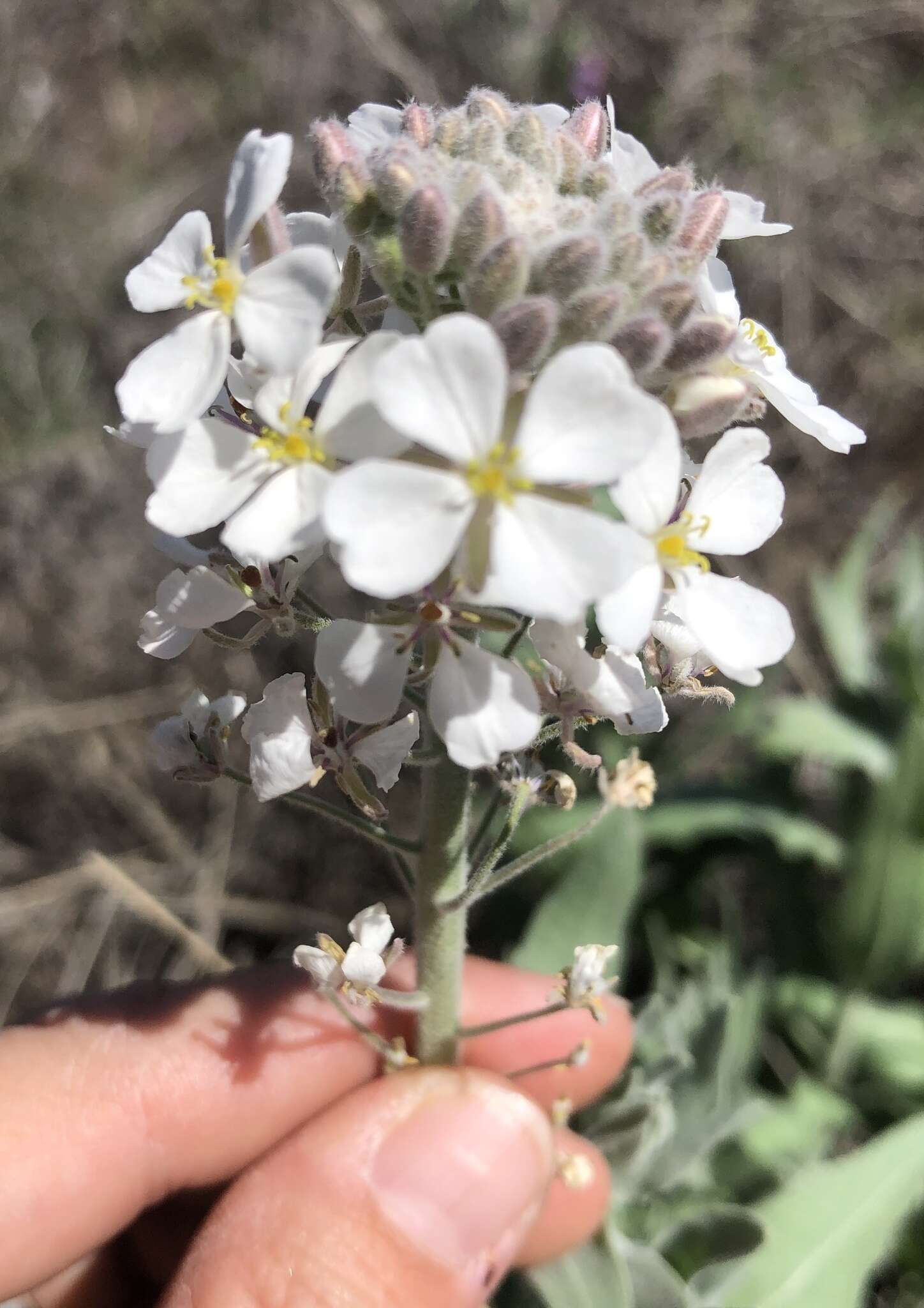 Image of Palmer's spectaclepod