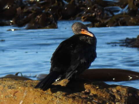 Image of Crowned Cormorant