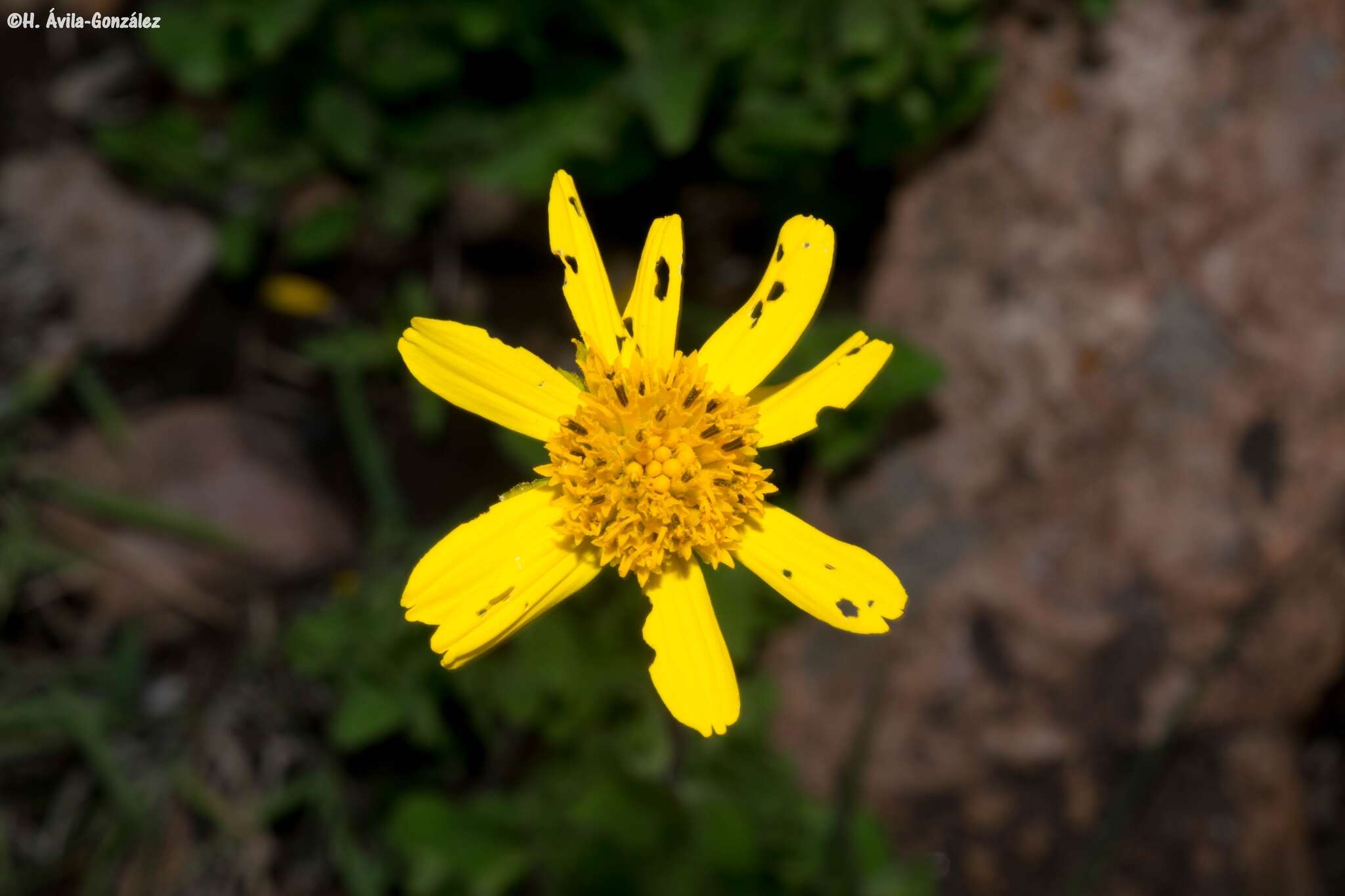 Image of Verbesina pedunculosa (DC.) Robinson