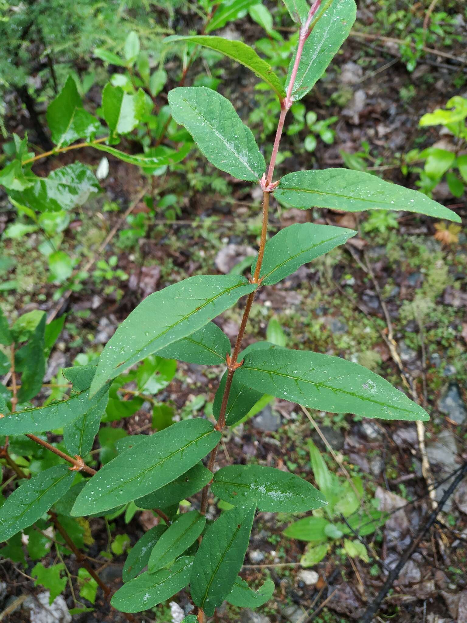 Imagem de Lonicera caerulea subsp. edulis (Turcz. ex Herder) Hultén