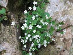 Plancia ëd Saxifraga berica (Béguinot) D. A. Webb