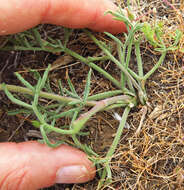 Imagem de Lomatium triternatum var. brevifolium (Coult. & Rose) Mathias