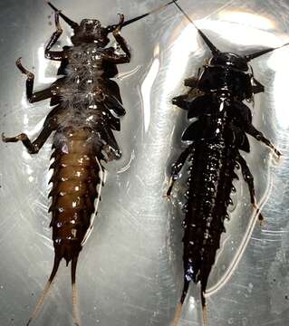 Image of Knobbed Salmonfly