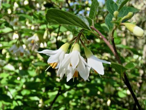 Plancia ëd Styrax redivivus (Torr.) Wheeler