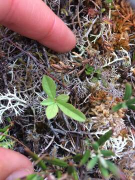 Image of arctic starflower