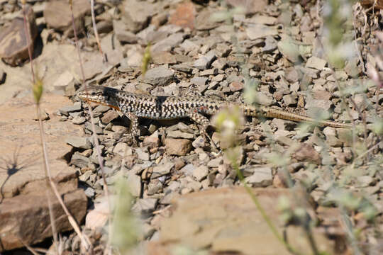 Image of Podarcis erhardii riveti (Chabanaud 1919)