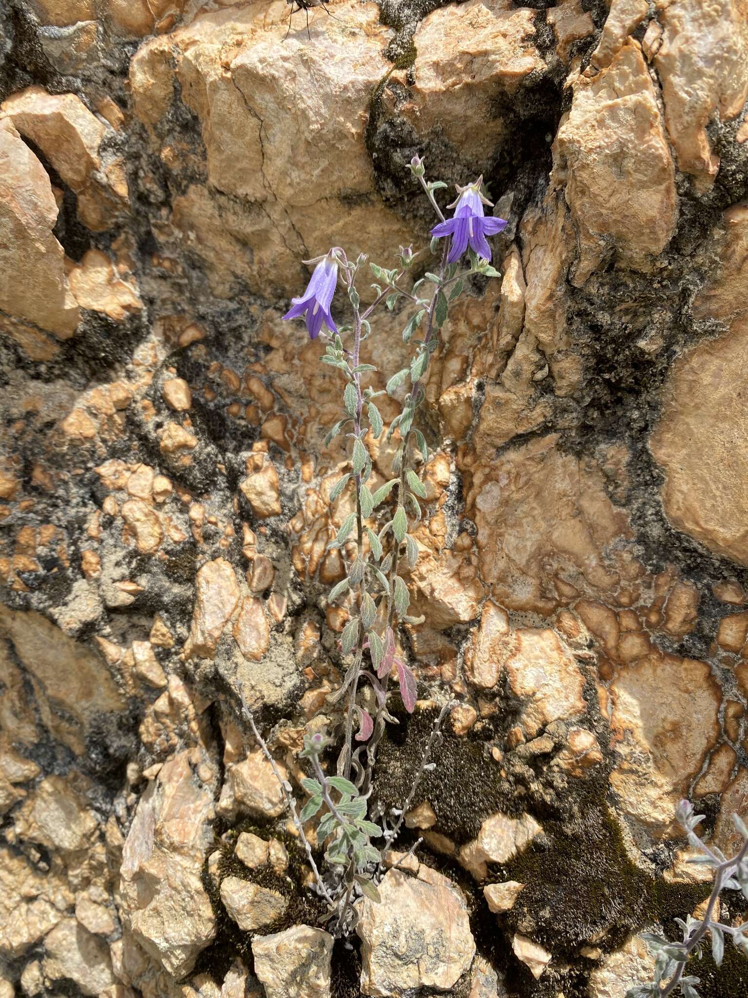 Imagem de Campanula pallida Wall.