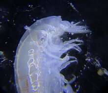 صورة Opisidae Lowry & Stoddart 1995