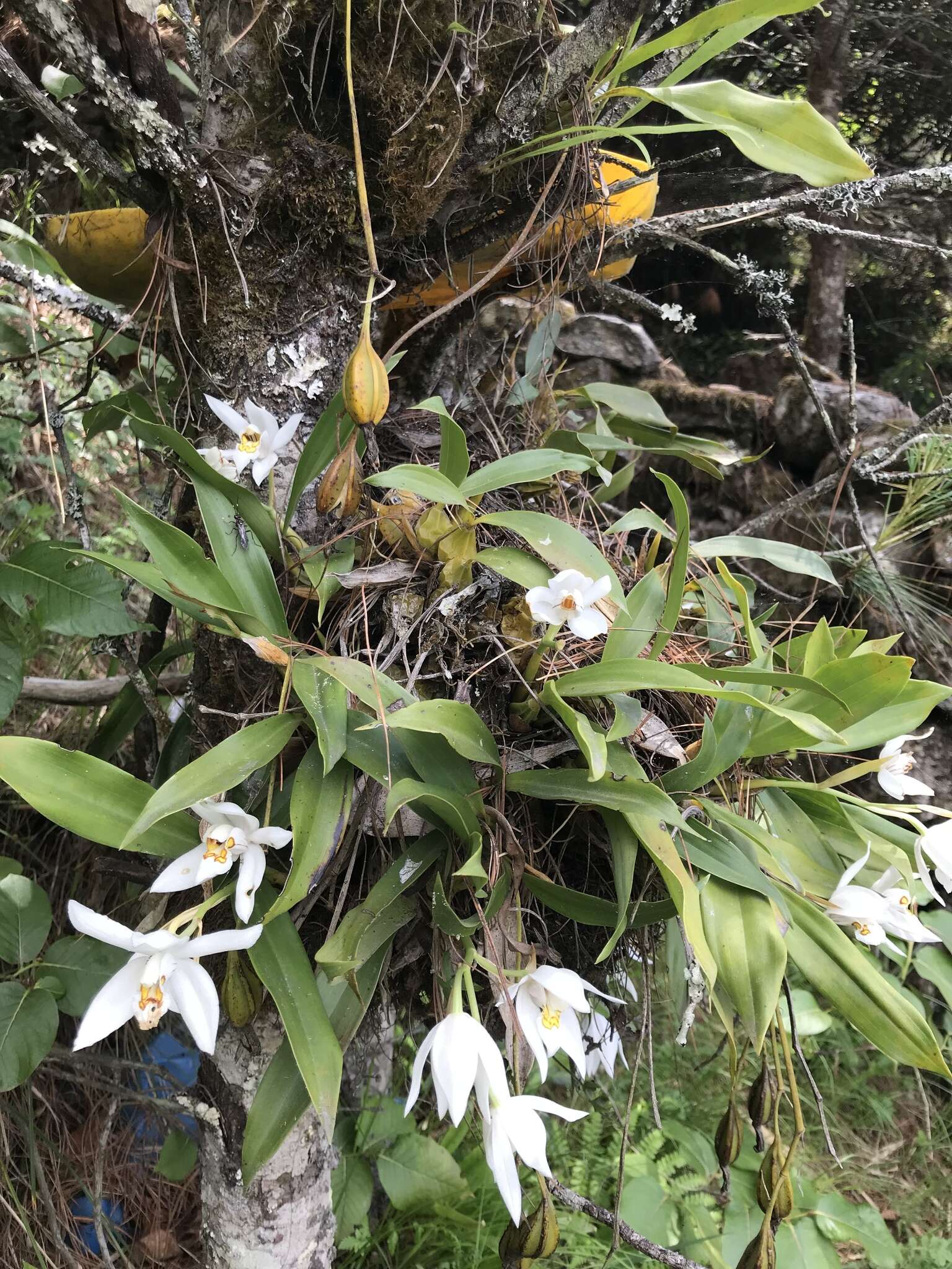 Imagem de Coelogyne corymbosa Lindl.