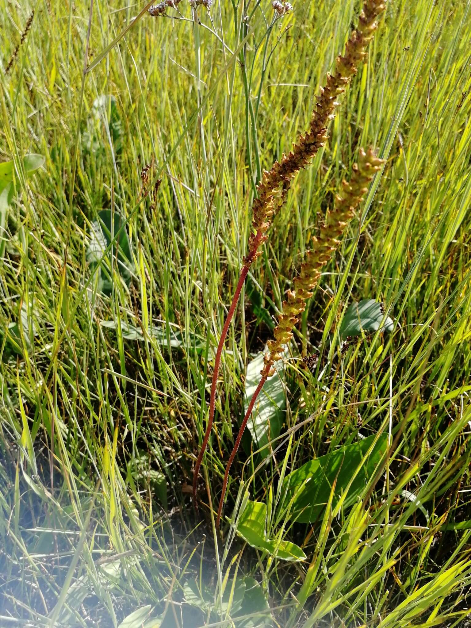 Imagem de Plantago cornuti Gouan