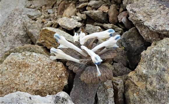 Imagem de Corydalis bulbifera C. Y. Wu