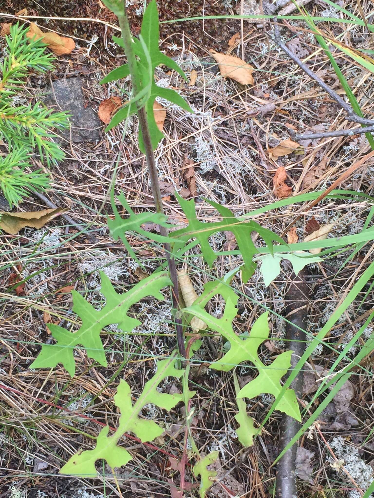 Imagem de Lactuca canadensis L.